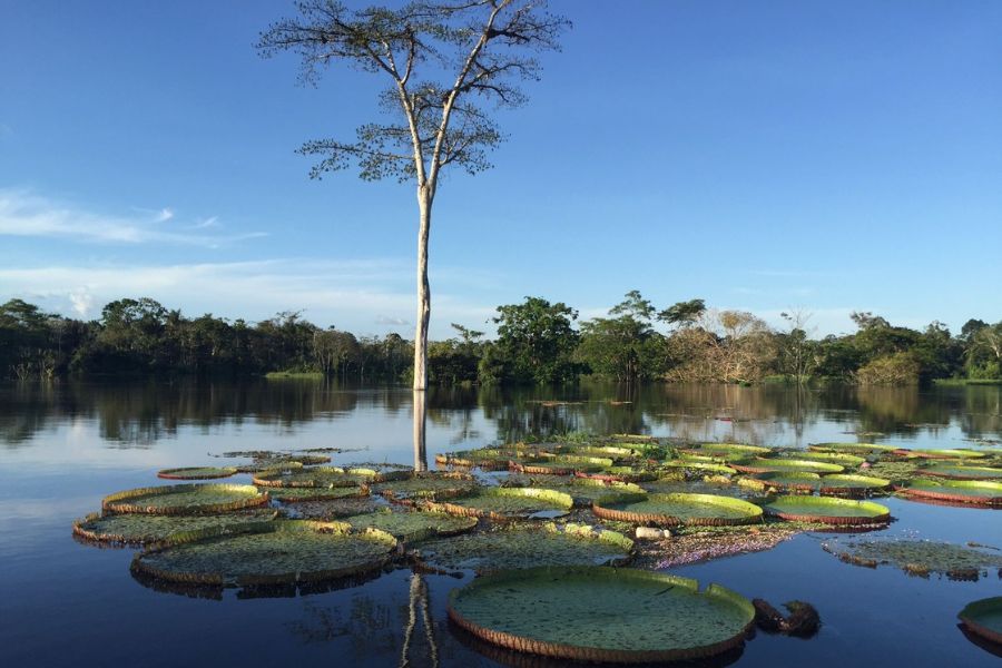 Paisagem amazônica
