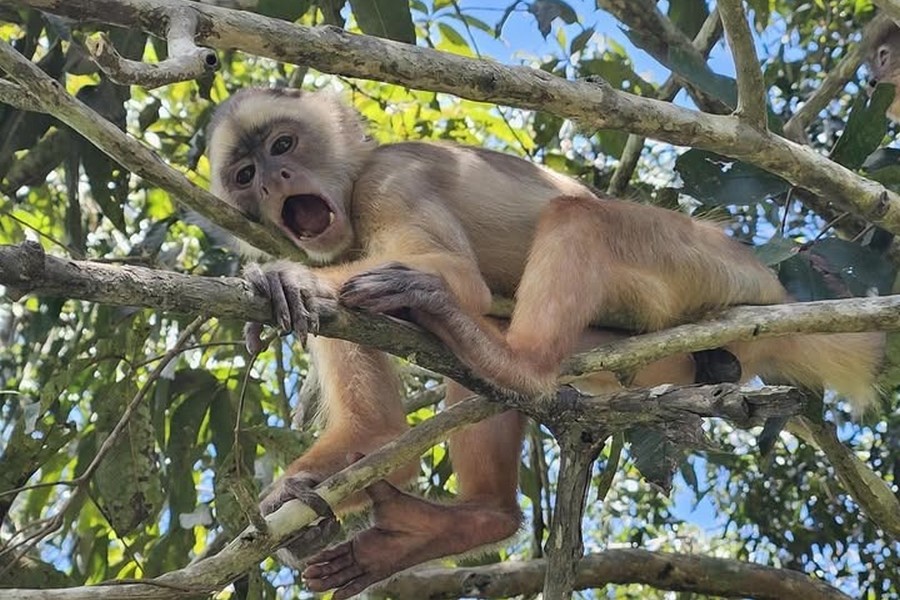 Fauna Amazônica